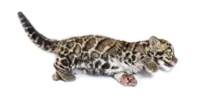 Clouded Leopard Cub Print, Two Months Old