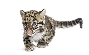 Wildlife Photography Big Cat Prints: Clouded leopard cub, two months old