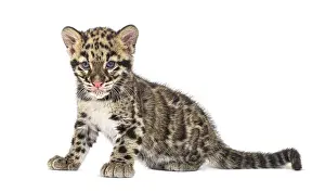 Clouded Leopard Cub Print, Neofelis nebulosa