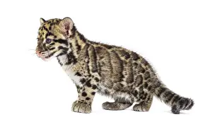 Clouded Leopard Cub Print, Neofelis nebulosa