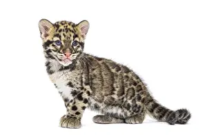 Studio Shot Of Young Animal Prints: Clouded leopard cub, two months old