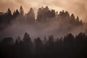Evening Mood In Bavaria Prints: Clouds of mist between the trees in the evening light