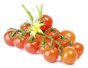 Cherry Tomatoes Prints: Cluster of cherry tomatoes on the white
