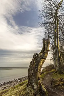 Steep Cliff Landscape Photo Prints: Coastal forest