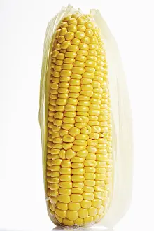 Cut Vegetable Photography Prints: Cob of Corn