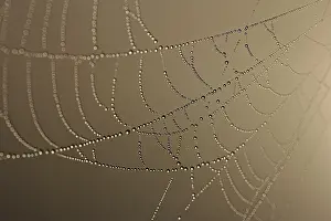 Deserted Morning Scene Prints: Cobweb decorated with dew