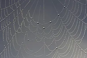 Daytime Nature Photography Prints: Cobweb, dew, dewdrops