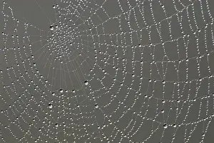 Dew Drops Prints: Cobweb with dew drops