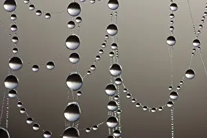 Close Up Dew Drops Prints: Cobweb with dew drops, macro shot