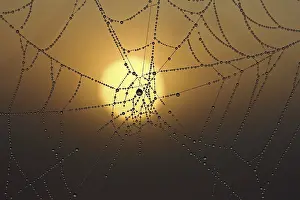Sunrise Desert Landscape Prints: Cobweb with dew at sunrise