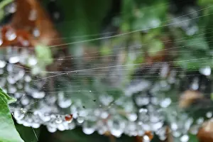 Water Drop On Spider Web Prints: Cobweb threads with water droplets