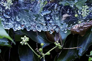 European Deserted Landscape Prints: Cobweb threads with water droplets