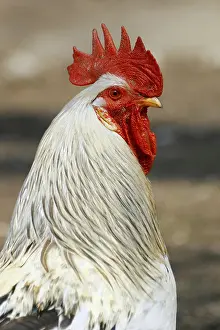 Productive Livestock Images Prints: Cock