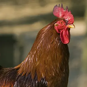 Prints of Cock Related Prints: Cockatoo Print - ImageBROKER