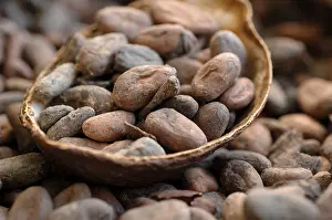 Cocoa Beans Prints: Cocoa beans