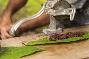 Theobroma Cacao Plant Prints: Cocoa beans are processed into cocoa mass