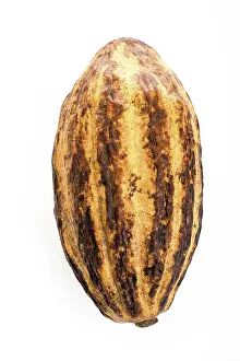 Nature Botany Studio Shot Prints: Cocoa fruit