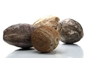 Studio Shot Of Coconuts Prints: Coconuts