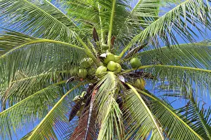 Close-up Print of Coconuts on Palm Tree