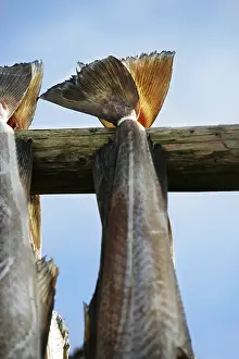 Prints of Cod drying on rack Atlantic Cod Prints: Cod Drying Print: Traditional Fishing Method