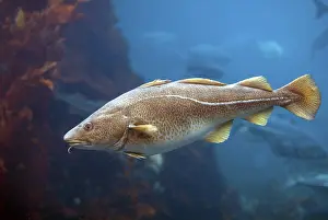 Wild Animals In Nature Prints: Cod (Gadus morhua)
