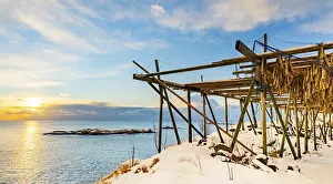 Prints of Cod stockfish drying on rack, Hamnoya, Moskenesoy, Lofoten, Norway Cod stockfish drying on rack, Hamnya, Moskenesy, Lofoten, Norway Cod Prints: Print of Cod Stockfish Drying on Rack, Norway