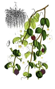 Indoor Leafy Plants Decoration Prints: Codomamthe devosiana, Codonanthe