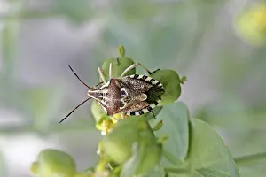 Flying Insect Habitat Prints: Codophila varius, spotted bug