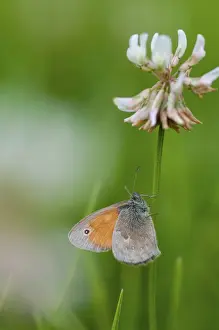 Prints of Coenonympha Pamphilus, common meadowbird, small heath, meadowbird, butterfly, high size, portrait format, insects, butterfly, butterflies Small Heath Prints: Coenonympha Pamphilus Print - Small Heath Butterfly