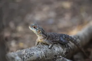 Collared Iguanid Lizard Print, Kirindy, Madagascar
