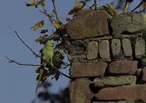 Hesse Nature Scenes Prints: Collared parakeet, rose-ringed parakeet