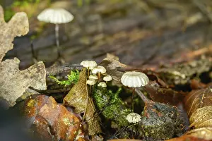 Images Dated 11th September 2024: Collared Swindle Print - Marasmius rotula Mushroom Image