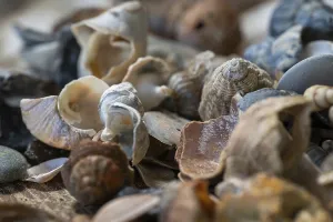 Framed Print : Beach Snails Print, Houvig, North Sea, Denmark