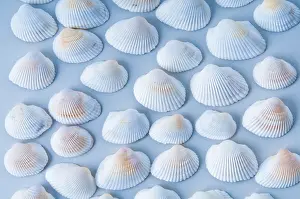 Bivalve Molluscs Prints: A collection of white sea shells arranged in a pattern on a light blue background