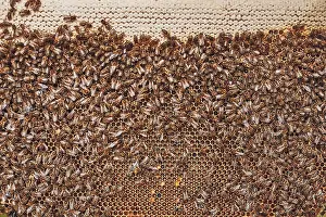 Beekeeping Hobby Prints: Colony of bees. Beekeeper working in apiary