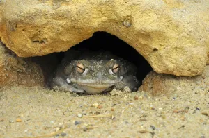 Batrachian Amphibians Prints: Colorado River Toad