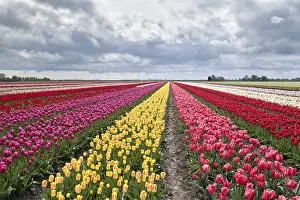 European Countryside Prints: Many colorful tulips on fields during spring