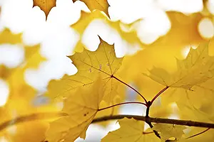 Autumn Foliage Prints: Colourful