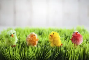 Juvenile Bird Species Prints: Colourful easter chicks on the green grass