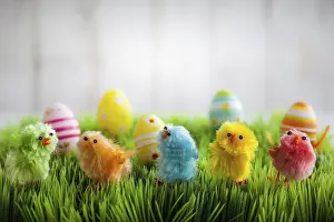 Easter Chicks Prints: Colourful easter chicks on the green grass