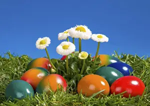 Colourful Easter Eggs Prints: Colourful Easter eggs and daisies