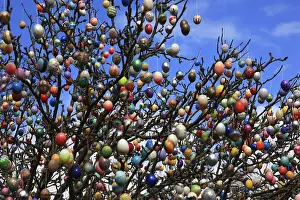 Colorful Easter Traditions Prints: Many colourful Easter eggs on a tree