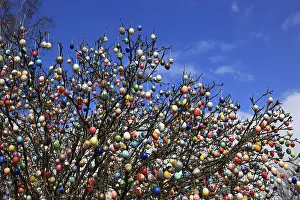 Colorful Easter Egg Display Prints: Many colourful Easter eggs on a tree