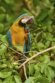 Blue And Yellow Macaw Prints: A colourful parrot perched on branches
