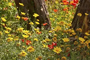 Southern Italy Tourist Attraction Prints: Colourful spring meadow, trees