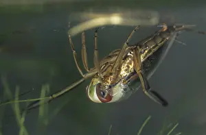 Prints of Common backswimmer, Notonecta glauca, water boatman, aquatic, prey, capture, fly, insects, bugs, water bugs Glauca Prints: Common Backswimmer Print, Notonecta glauca