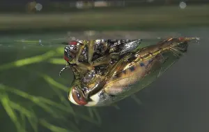 Prints of Common backswimmer, Notonecta glauca, water boatman, aquatic, prey, capture, fly, insects, bugs, water bugs Glauca Prints: Common backswimmer Print - Notonecta glauca