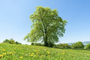 Solitary Tree In Spring Prints: Common beech (Fagus sylvatica)