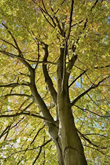 European Beech Foliage Prints: Common beech (Fagus sylvatica)