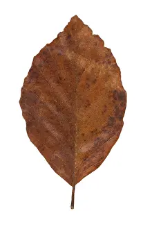 Fagus Sylvatica Leaf Prints: Common beech (Fagus sylvatica)